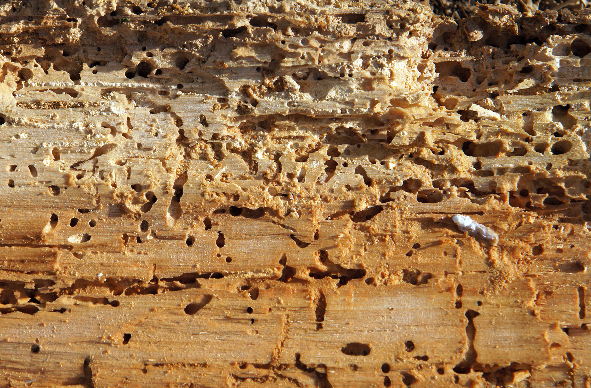 #1 Damp Proofing Company in the Midlands | Dower Damp